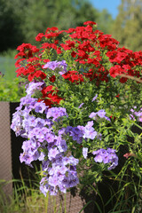 Fototapeta premium flowers in the garden