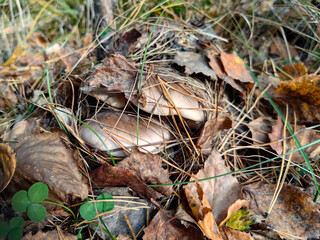 mushroom in the forest
