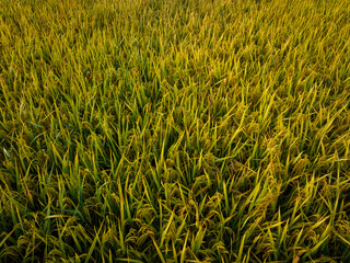 Rice grain growing in autumn field