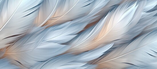 feathers of a bird as a background, macro, close-up