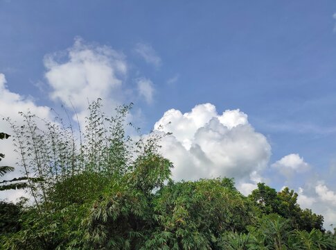 A group of trees with clouds in the sky. The sky is cloudy and there are cumulus clouds. The trees are in a natural outdoor environment, possibly in a jungle or forest.
