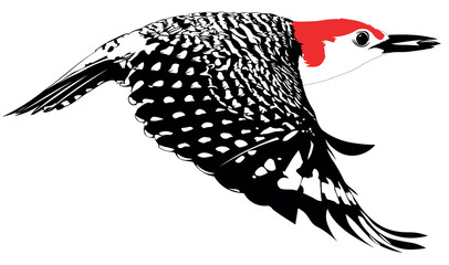 Red Bellied Woodpecker flying on wight 