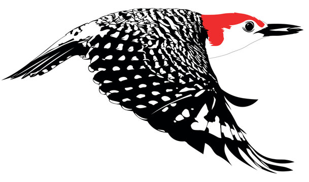 Red Bellied Woodpecker flying on wight 