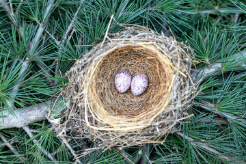 Bulbul bird nest with eggs on a tree branch. High angle view with selective focus.