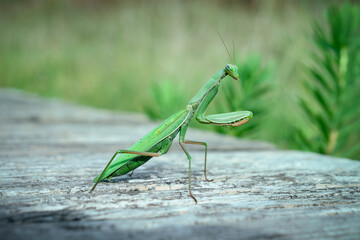 Green praying mantis isolated - obrazy, fototapety, plakaty