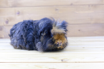 long haired guinea pig portrait.