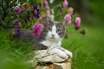 Cute young cat between flowers - 661326184