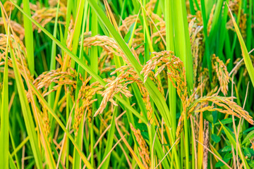 Ripe rice in farmland close-up