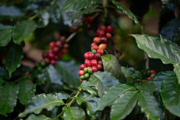 Coffee beans ripening on a tree in Chiang Mai , Thailand