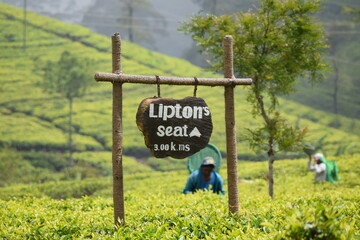 Lipton seat tea plantation, Haputale, Sri Lanka