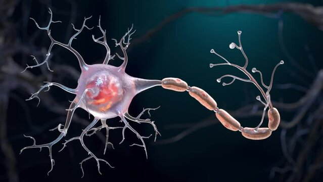 Neuron cell 