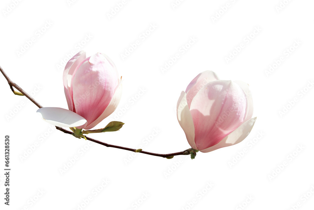 Wall mural Pink Magnolia Flower