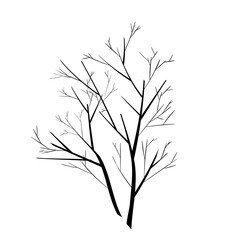 Vector trees silhouettes on white background