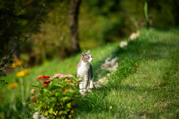 Young cat exploring a summer garden
