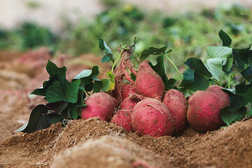 Sweet potato field during fall harvest, fresh and delicious sweet potatoes, sweet potato flowers...