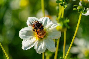 Blüte mit Hummel