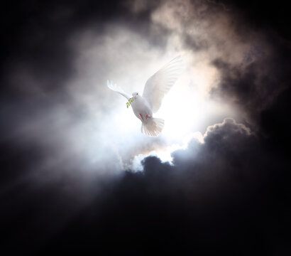 Pentecost concept with bright sunlight and strong light shining through the dark sky and dark clouds, and a white dove flying with a leaf in its mouth, a symbol of freedom and peace.
