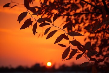 The silhouette of leaves against the background of a blood-red sunset sky