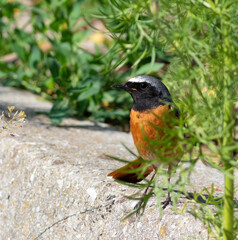 Common redstart, Phoenicurus phoenicurus. There's a bird sitting on the fence of the flowerbed