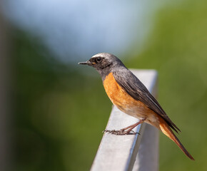 Common redstart, Phoenicurus phoenicurus. A bird sits on the railing