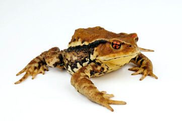 Japanische Erdkröte // Japanese common toad (Bufo praetextatus / Bufo japonicus)