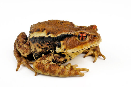 Japanese common toad // Japanische Erdkr&ouml;te (Bufo praetextatus / Bufo japonicus)