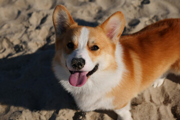 Portrait of welsh corgi pembroke puppy 