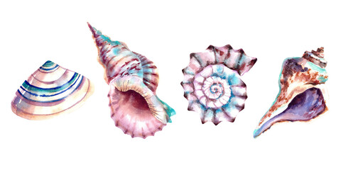 A set of seashells. Watercolor illustration. Marine animals. Inhabitants of the depths of the sea.