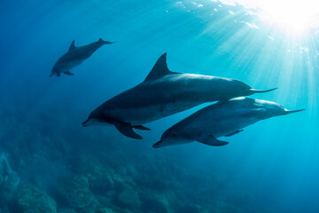 Three wild dolphins swimming in the sunlight