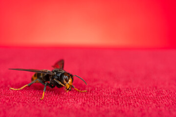 a wasp close up on red