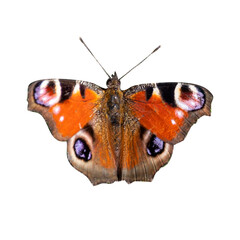 Peacock butterfly. Beautiful big butterfly isolated on transparent background.