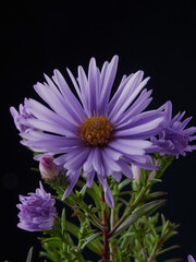 Bright beautiful bouquet of yellow white and red flowers, fragment, close. High quality photo     