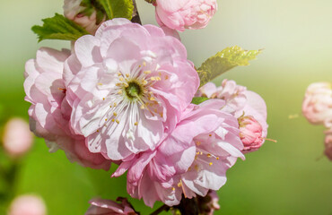 Fototapeta premium Beautiful spring pink flowers. Nature blossom.
