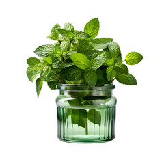 Mint Plant in a Mason Jar Isolated on Transparent or White Background, PNG