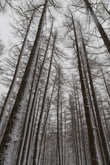 冬の奥日光のカラマツ林