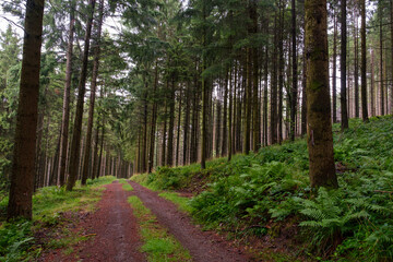 Fototapeta premium sentier forestier