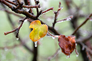 Ice covers the plant in the garden. Autumn or winter natural phenomena, cold weather, storm, freezing rain. Selective focus