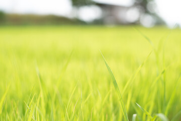 Fresh green rice shoots in spring on a soft focus field. Growing young green rice seedlings in agricultural.