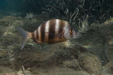Zebra sea bream (Diplodus cervinus) in Mediterranean Sea