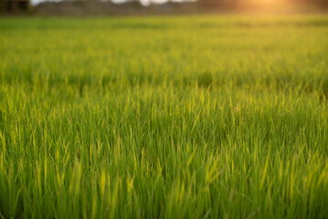 Fresh green rice shoots in spring on a soft focus field. Growing young green rice seedlings in agricultural.