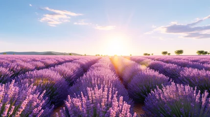 Deurstickers Purple lavender flower field with in the agricultural garden. © Ton Photographer4289