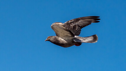 dove in flight in the sky