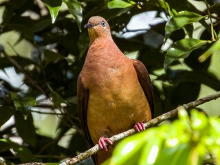 Brown Cuckoo-Dove in Queensland Australia
