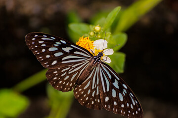 a blue-spotted butterfly resting elegantly on a flower.