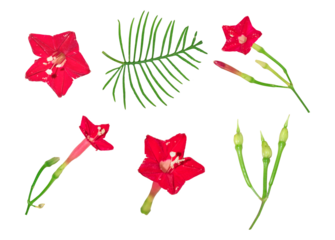 Beautiful Red Cypress Vine Flower Leaves Petals and Buds isolated on a white or transparent background