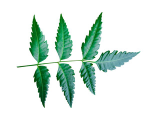 Closeup of Neem leaf isolated on a white background or transparent,