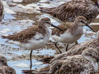 Curlew Sandpiper in Queensland Australia