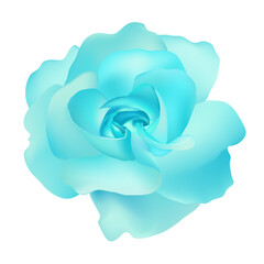 Vector beautiful blue rose isolated on white background photorealistic gradient mesh