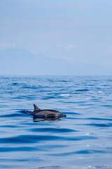 Fototapeta premium Dauphin sauvage à Lovina beach, Bali