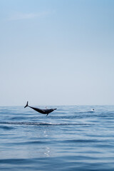 Fototapeta premium Dauphin sauvage à Lovina beach, Bali